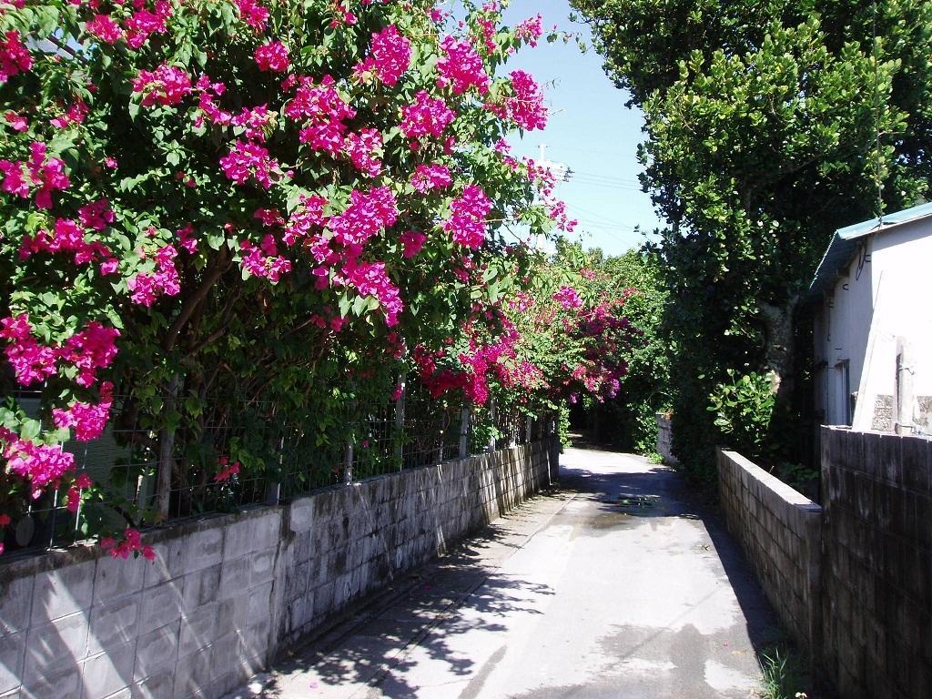 Patio House Reef Ξενοδοχείο Zamami Εξωτερικό φωτογραφία